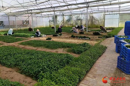 西和 萬畝辣椒移栽忙，產(chǎn)業(yè)發(fā)展“辣”勁十足